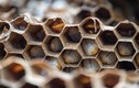 Ong sát thủ vô tình "chỉ điểm" giúp tiêu diệt 1.500 ấu trùng non