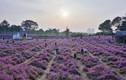Giới trẻ đổ về vườn hoa ở Hà Nội chụp ảnh đầu năm