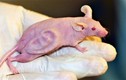 Chú chuột mang tai người đã thay đổi thế giới ra sao?