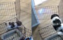 Video: Bất ngờ chú cún thông minh dùng mẹo “vượt ngục” thành công