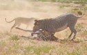 Video: Bị lạc mẹ, ngựa vằn con chết thảm trước sư tử