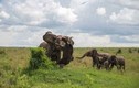 Trâu rừng chết thảm vì bị “voi điên” húc văng lên trời 