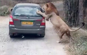 Clip: Sư tử “nổi điên” đòi “xơi tái” cả ô tô