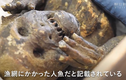 Xác ướp “nàng tiên cá” ở Nhật Bản kỳ lạ hơn dự đoán