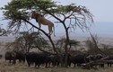 Sư tử bị đàn trâu rừng tấn công phải trốn lên cây