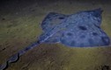 Cá đuối khổng lồ từ thời khủng long trên bờ vực tuyệt chủng