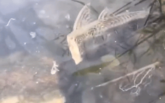 Cá không đầu bơi dưới nước khiến cư dân mạng kinh hãi
