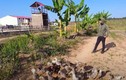 Loài vật chỉ nhà giàu Angola dám ăn ở trang trại Quang Linh Vlog