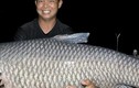 Nghệ An: Cần thủ câu được cá trắm đen nặng 40kg