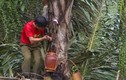 Nghề lạ ở Việt Nam: “Mổ” cây lấy nước ra ngay thứ rượu cay nồng