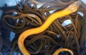 Tại sao rắn lại sợ lươn? Hé lộ khả năng đặc biệt của lươn