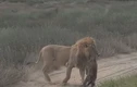 Lạc vào lãnh địa của sư tử, linh cẩu bị đối thủ xử tử