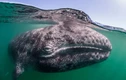 Hé lộ nguyên nhân hàng nghìn cá voi xám chết dạt vào bờ biển