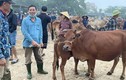 Chợ trâu, bò lớn nhất cả nước ở Nghệ An