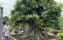 Độc đáo cây nhãn bonsai kiểu lạ, giá bán lên đến gần 200 triệu đồng