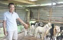 Anh nông dân Đà Nẵng nuôi “thập cẩm” lãi hàng trăm triệu/năm?
