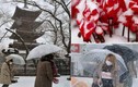 Bão tuyết kinh hoàng ở Nhật, hàng nghìn người bị thương