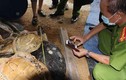 Phanh phui “nấm mồ” rùa biển khổng lồ ở Nha Trang