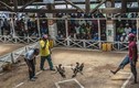 Chọi gà: Môn thể thao dễ kiếm tiền ở Madagascar