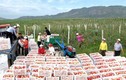 Bộ ảnh hiếm về nông dân Triều Tiên 