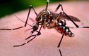 Điều cần biết về virus Zika ăn não người