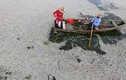 Những vụ cá chết hàng loạt do ô nhiễm
