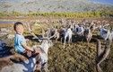 Khám phá cuộc sống của bộ tộc chăn tuần lộc ở Mông Cổ