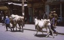 15 ảnh hiếm về cuộc sống yên bình ở Damascus năm 1965