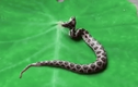 Video :Xuất hiện thần rắn độc 2 đầu ở khu chung cư  