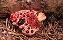 Các loại nấm đẹp nhất thế giới: Vẻ đẹp của những... sinh vật lạ