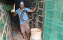 Ông nông dân nuôi hàng chục nghìn con rắn hổ mang
