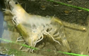 Video: Quá trình lột xác của một con tôm