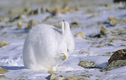 Lý do khiến động vật ở Bắc Cực luôn có “bộ áo trắng muốt”