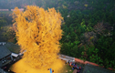 Ngắm cây cổ thụ 1.400 năm tuổi vàng rực đẹp đến ngỡ ngàng
