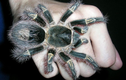 Kinh dị những loài nhện khổng lồ không dành cho hội yếu tim