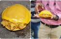 Kỳ lạ loài rùa quý hiếm có màu vàng óng như phủ phô mai 