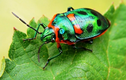 Ngỡ ngàng trước vẻ đẹp của những loài côn trùng quý hiếm nhất thế giới