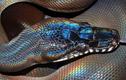 Loài rắn kỳ lạ có vảy lấp lánh như cầu vồng ở Việt Nam