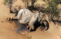 Phát hiện thủ phạm “thảm sát” hơn 300 con voi bên cạnh các hồ nước