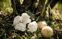 Cách trồng hoa hồng bằng khoai tây cực đơn giản lại cho hoa rực rỡ