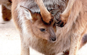 Chuột Kangaroo có thể ngừng sinh con cho đến khi chúng muốn