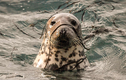Khoa học “bó tay” với tiếng ồn siêu âm của hải cẩu dưới nước