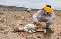 Chile “đau đầu” tìm nguyên nhân lạc đà chết hàng loạt do bị hút máu