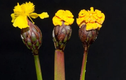 Loài nấm tinh quái "giả dạng" hoa để bẫy côn trùng
