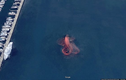 Bóc trần sự thật về ảnh thủy quái khổng lồ do Google Maps ghi lại