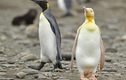 Chim cánh cụt siêu hiếm mới được công bố sau 1 năm bị phát hiện