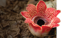 Loài hoa Sapria "lười biếng” nhất thế giới, không vận động chỉ ăn bám