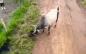 Video: Bị cắn xé, bò nổi điên húc văng chó pitbull lên không trung
