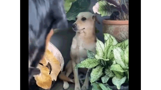 Video: Gặp đối thủ to lớn, chú chó khôn ngoan dùng chiêu “hóa đá“