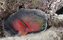 Cá vẹt kỳ lạ tự tạo kén từ chất nhờn để bảo vệ mình khi ngủ